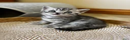 British Shorthair cats for sale: ❤️💙 Gorgeous Pedigree Silver Tabby BSH 💙❤️ - Advert 18
