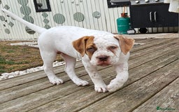 Mixed Breed dogs for sale: ADORABLE AMERICAN BULLDOG/ DOUGE DE BORDEAUX  - Image 1