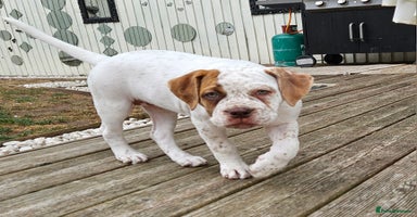 Mixed Breed dogs - Advert 10