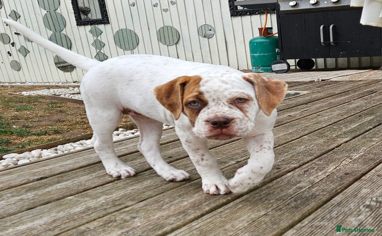 Mixed Breed dogs - Advert 4