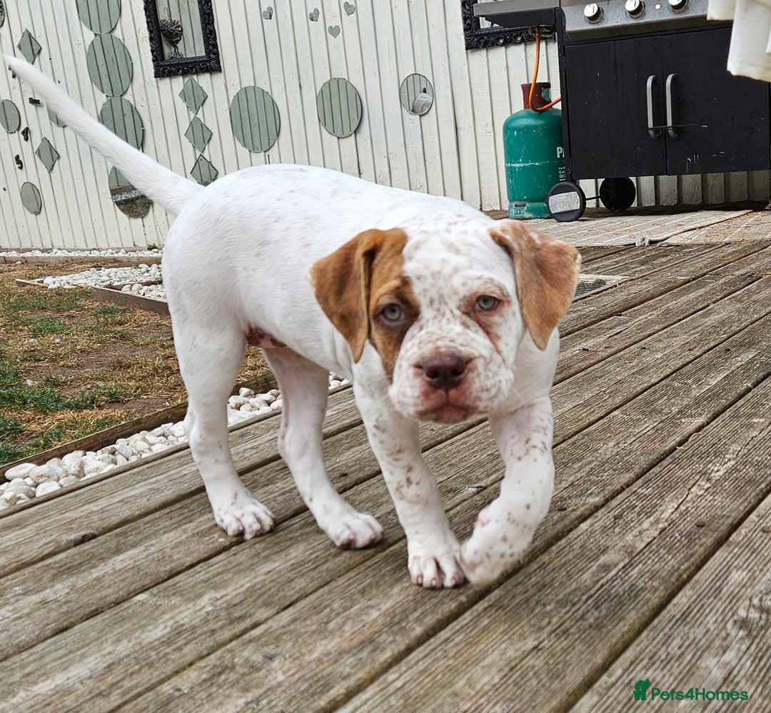 Mixed Breed dogs for sale: ADORABLE AMERICAN BULLDOG/ DOUGE DE BORDEAUX  - Image 1