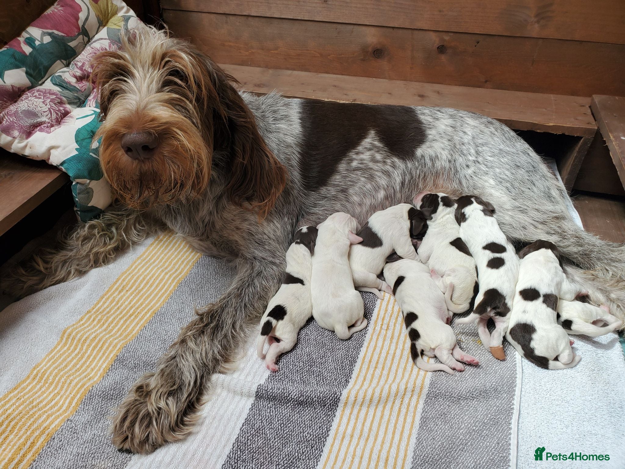 Italian Spinone dogs KC reg Italian Spinone  Puppies  - Advert 1