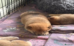 Japanese Shiba Inu dogs for sale: KC Registered Japanese Shiba-Inus  - Image 8