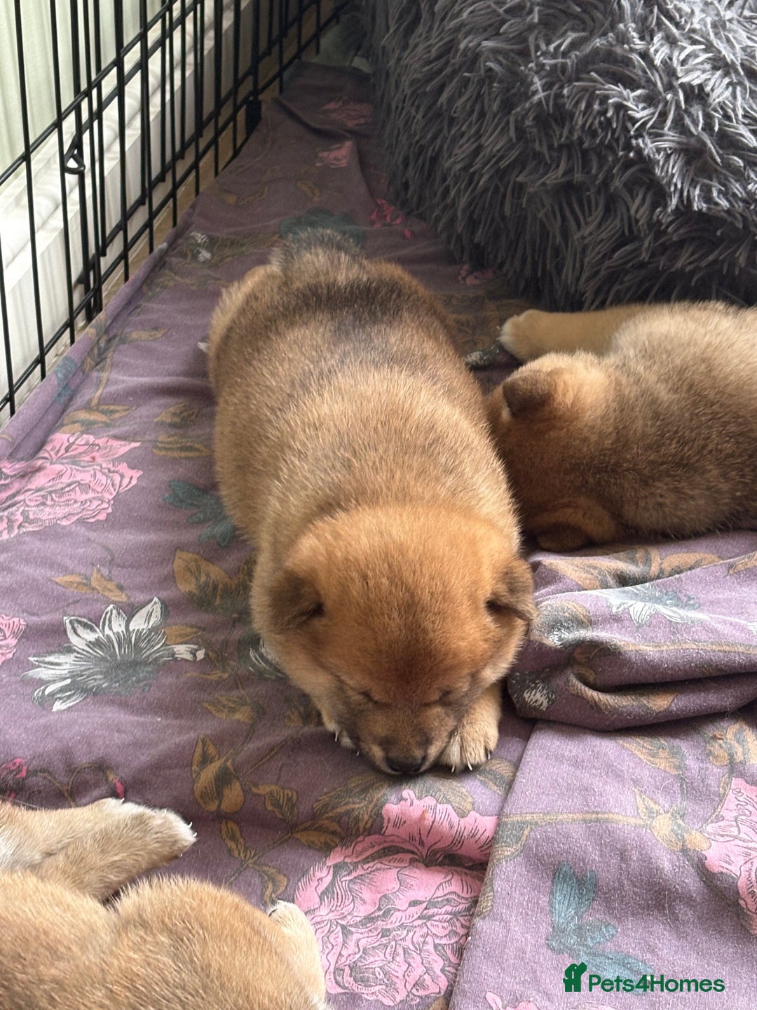 Japanese Shiba Inu dogs for sale: KC Registered Japanese Shiba-Inus  - Image 8