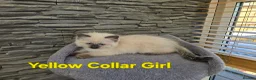 Ragdoll cats for sale: Beautiful Ragdoll kittens - Advert 13