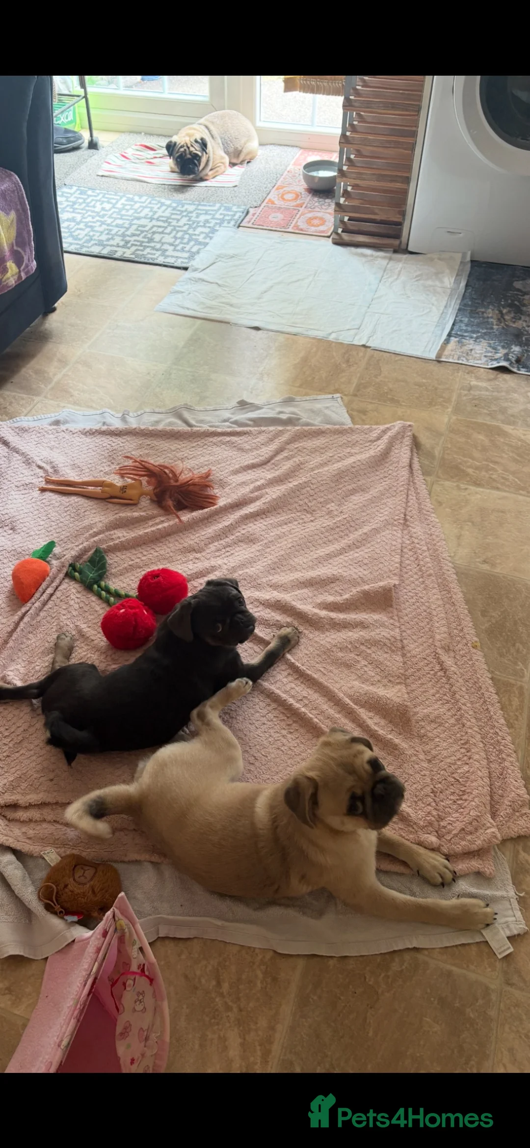Pug dogs for sale: Pug boy  - Advert 5