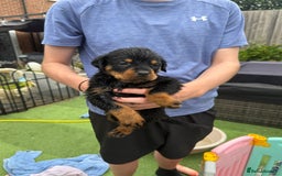 Rottweiler dogs for sale: Rottweiler puppies  - Image 15