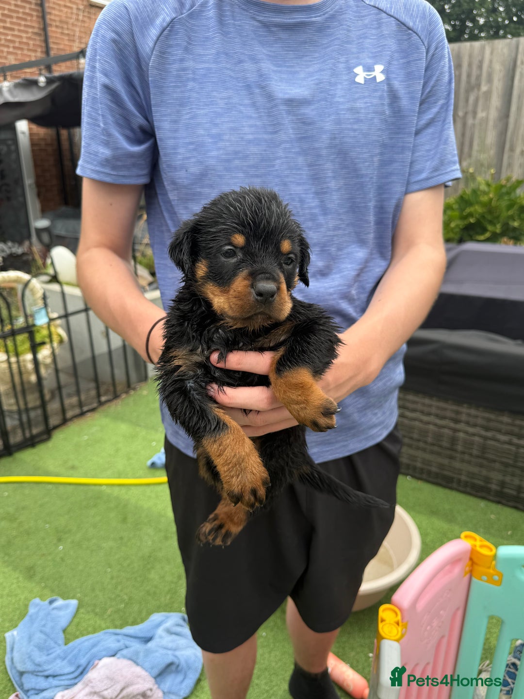 Rottweiler dogs for sale: Rottweiler puppies  - Image 15