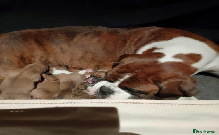 Boxer dogs - Advert 1