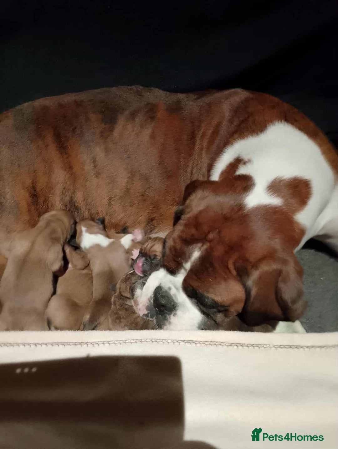 Boxer dogs for sale: Health Tested COI 1.5% KC Registered - Image 1