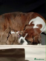 Boxer dogs - Advert 11