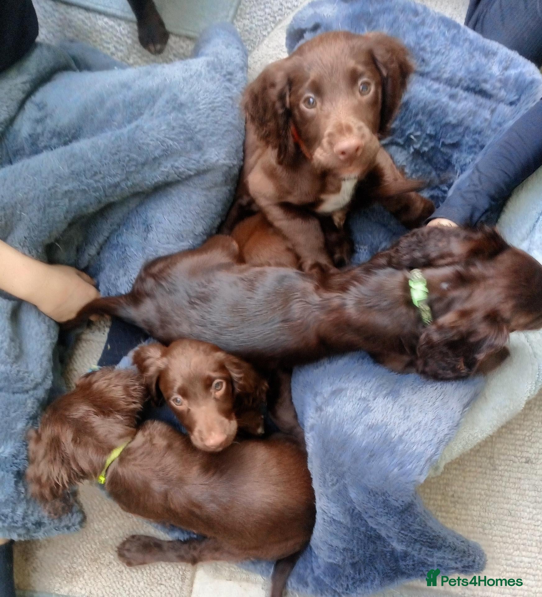 Sprocker dogs Sprocker Spaniel puppies  - Advert 17