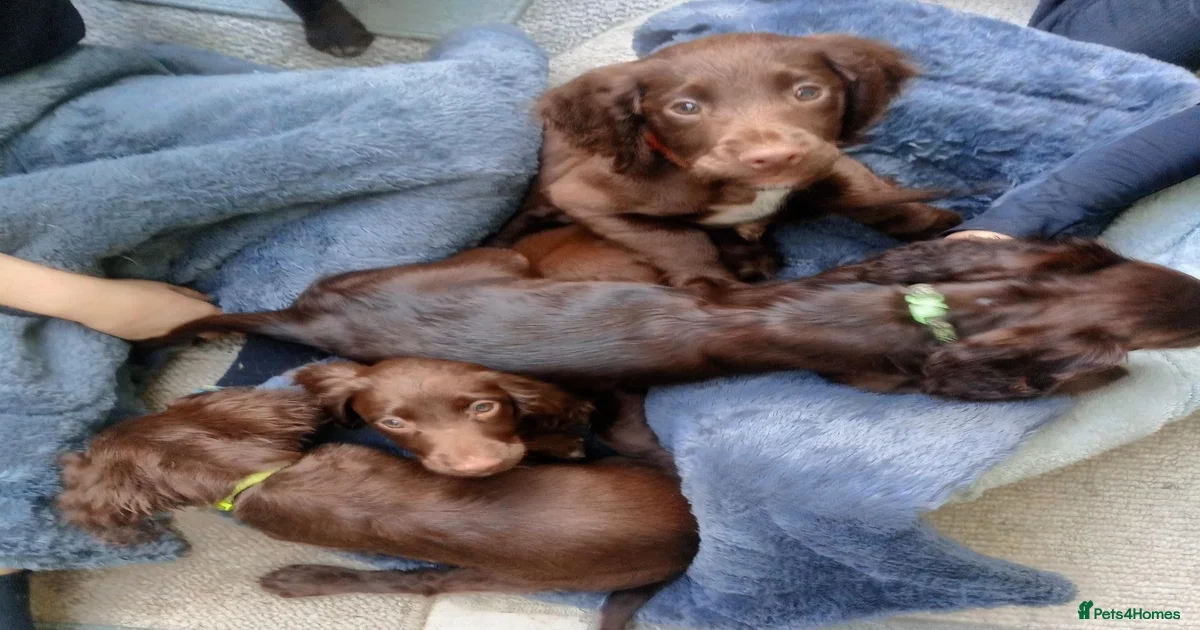 Springer Sprocker Puppies for sale | Pets4Homes