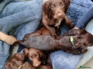 Sprocker dogs Sprocker Spaniel puppies - Advert 17