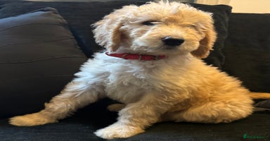 Goldendoodle dogs - Advert 11