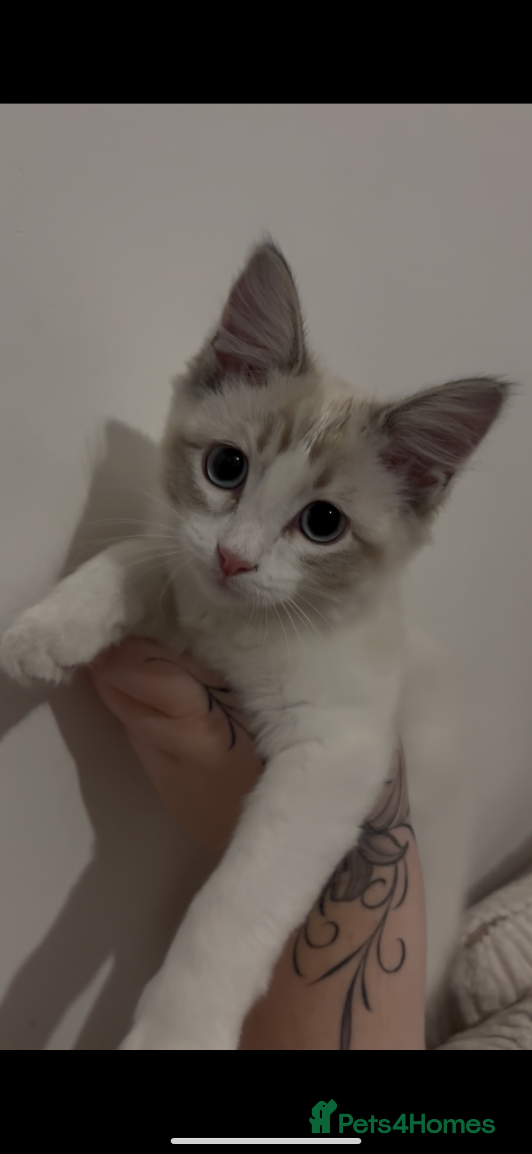 Mixed Breed cats for sale: Ragdoll mix. Please read.  - Advert 1