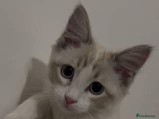 Mixed Breed cats Ragdoll mix. Please read. - Advert 16