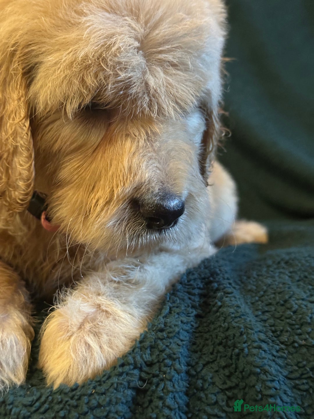 Goldendoodle dogs for sale: Goldendoodle Puppies – Ready Now, Don’t Miss Out! in Llanbrynmair - Image 24