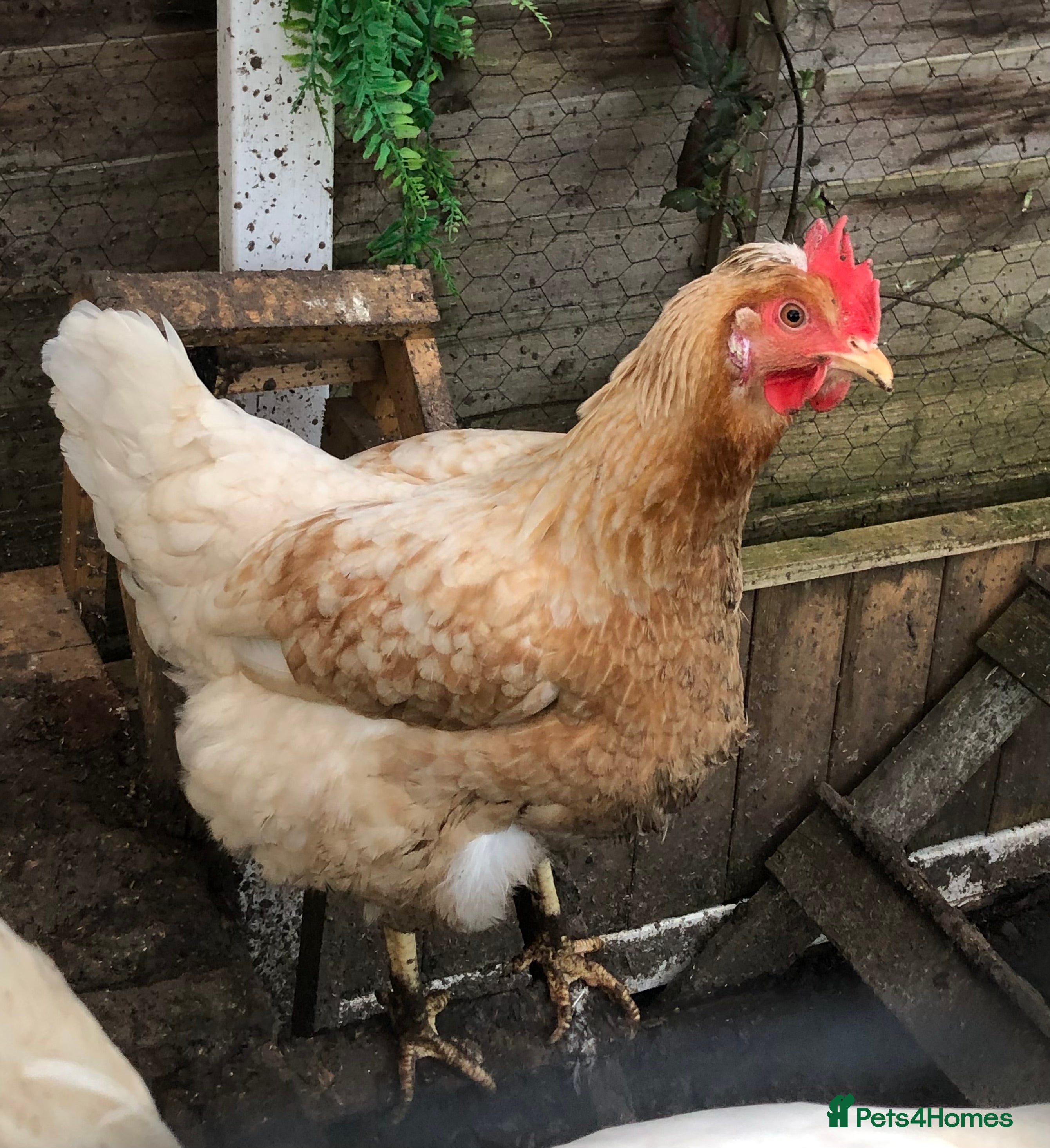 Chickens poultry 2 hens for looking for a new home  - Advert 1