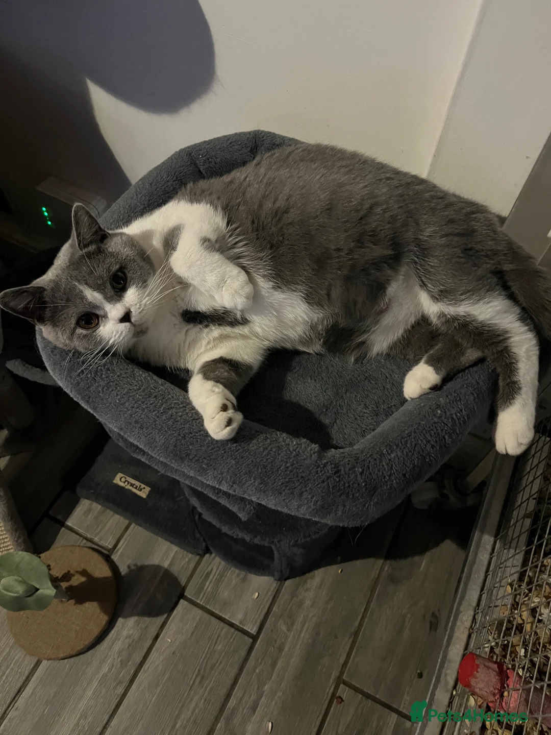 British Shorthair cats for sale: BRITISH SHORTHAIR LAST LITTLE BOY  - Advert 1