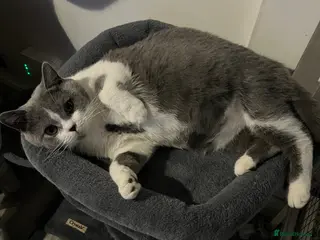 British Shorthair cats BRITISH SHORTHAIR LAST LITTLE BOY - Advert 1