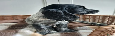 Cocker Spaniel 2