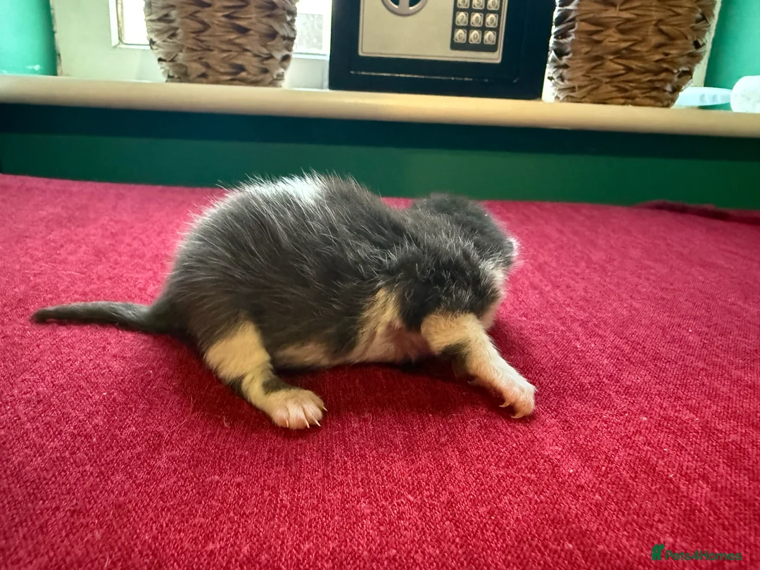 Norwegian Forest Cat cats for sale: 4 super loving fluffy kitties  - Advert 11