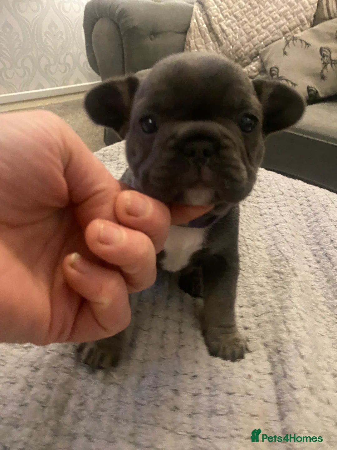 French Bulldog dogs for sale: Stunning chunky French bulldog pups  - Advert 18