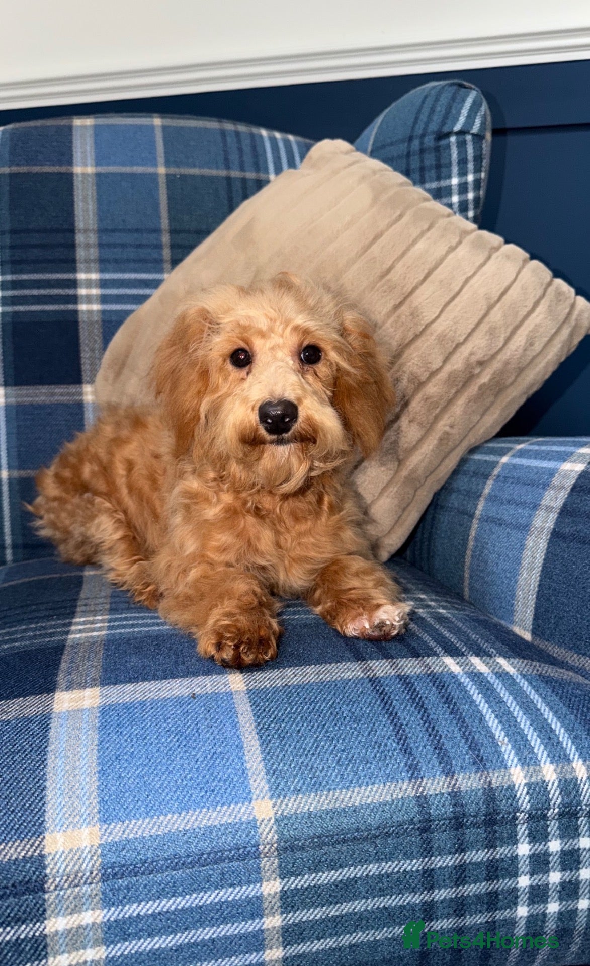 Shihpoo dogs 🩷Beautiful Shihpoo Puppies READY NOW 🧡 - Advert 1