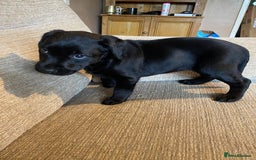Labrador Retriever dogs for sale: Black Labrador bitch puppy  - Image 5