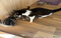 Mixed Breed cats for sale: Mixed breed kittens  - Image 6