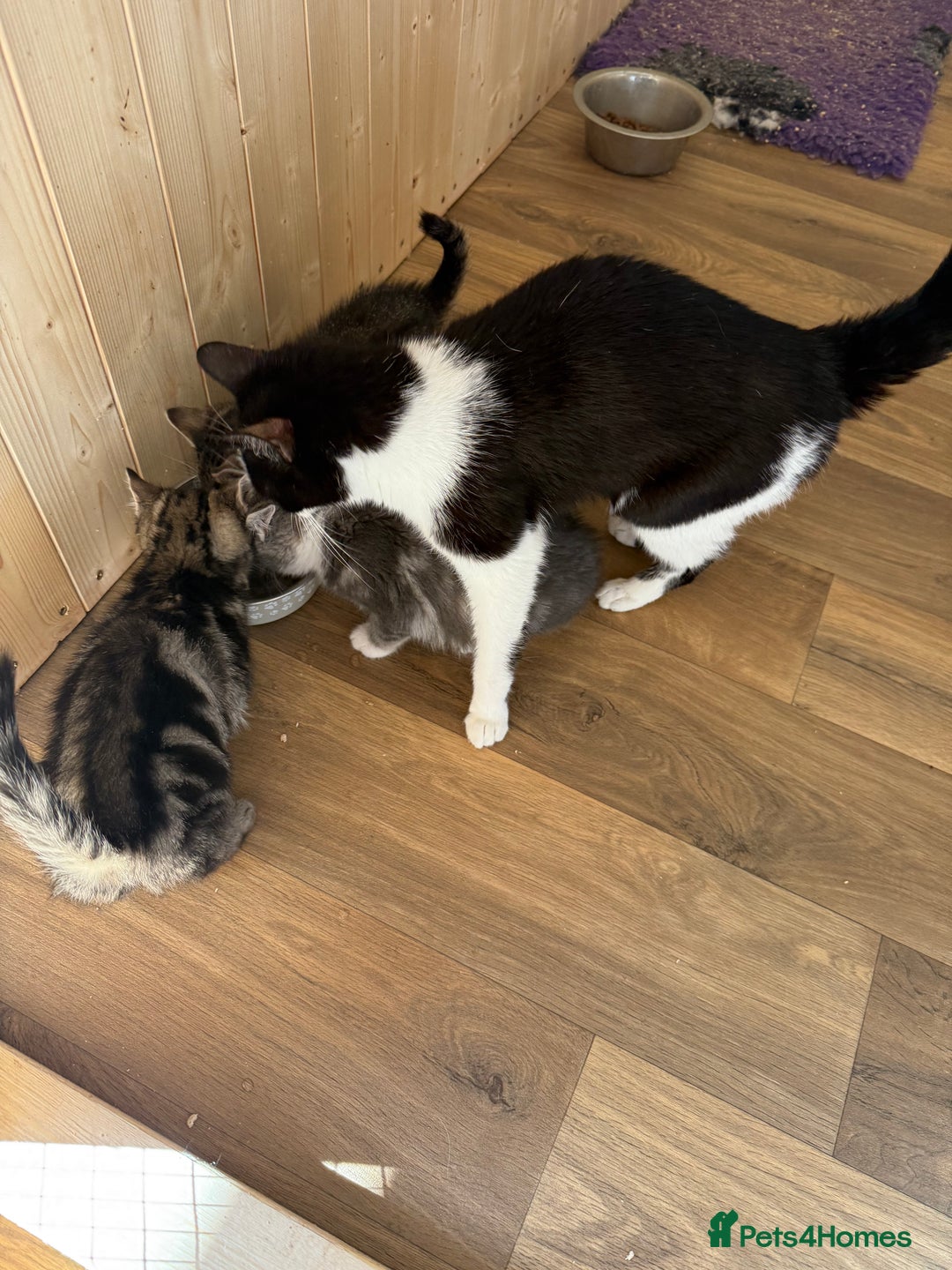 Mixed Breed cats for sale: Mixed breed kittens  - Image 6