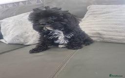 Cavapoo dogs for sale: Stunning Cavapoo Babies - ready this weekend - Image 34