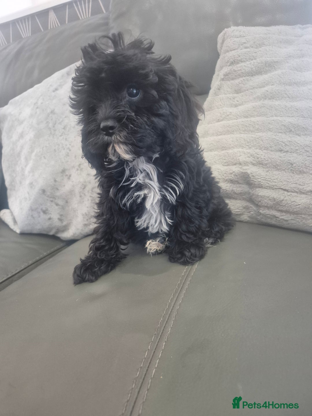 Cavapoo dogs for sale: Stunning Cavapoo Babies - ready this weekend - Image 34