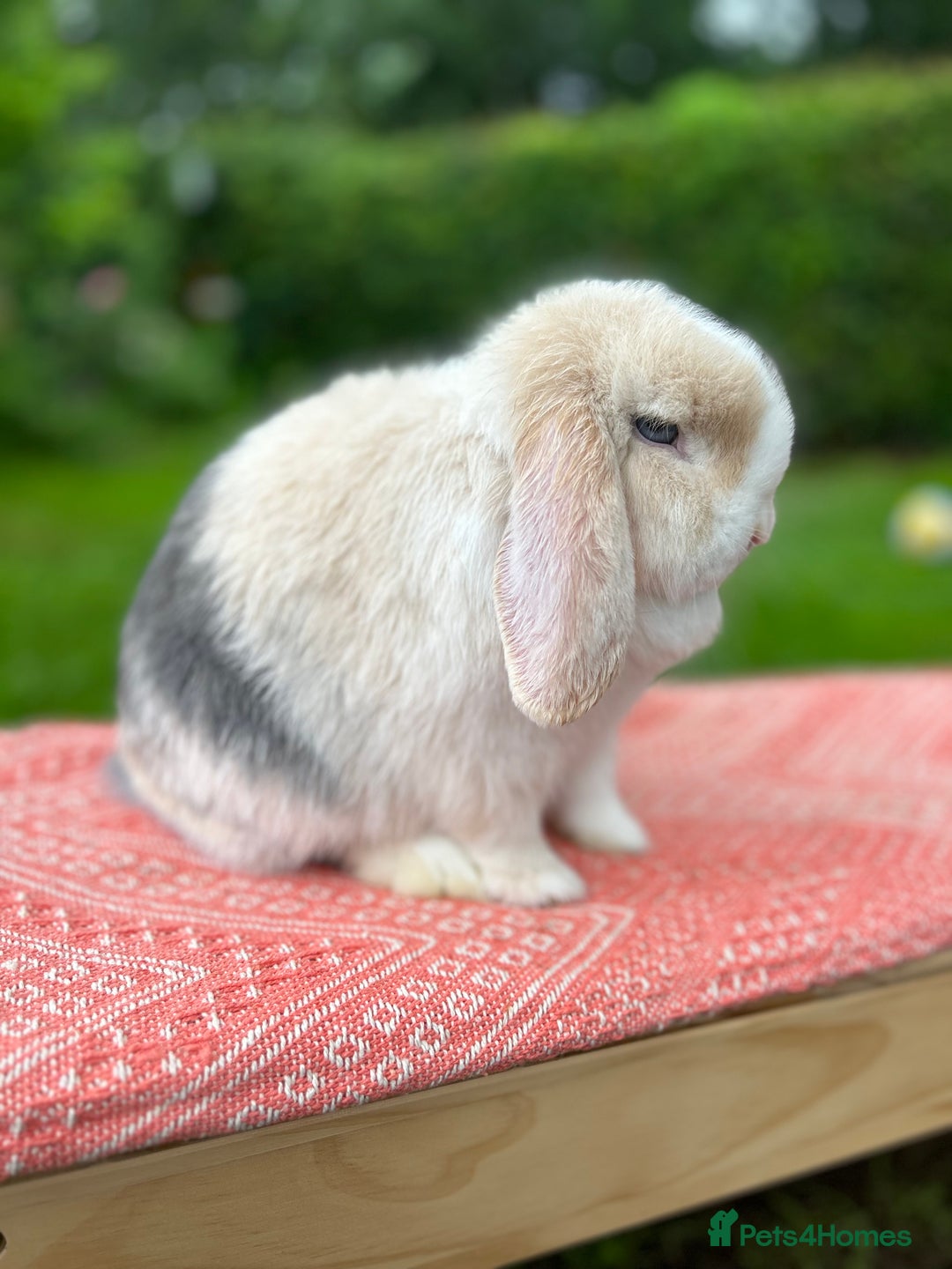 Mini Lop rabbits for sale: ⭐ VACCINATED ADULT PUREBRED MINI LOP RABBITS ⭐  - Advert 2