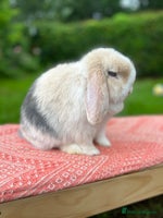 Mini Lop rabbits ⭐ VACCINATED ADULT PUREBRED MINI LOP RABBITS ⭐ - Advert 4