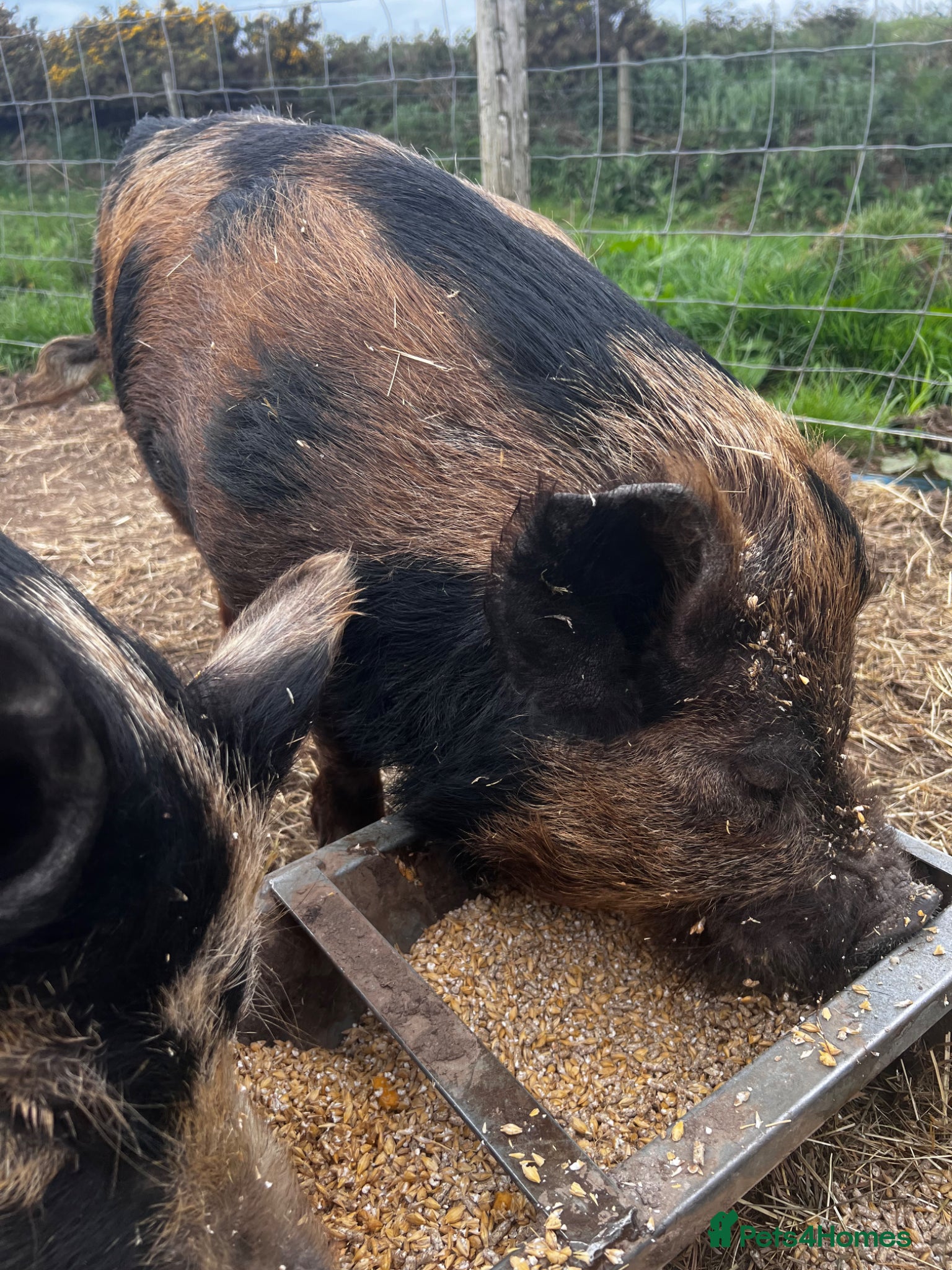 Pig livestock Intact Kune Kune/Juliana boars - Advert 2
