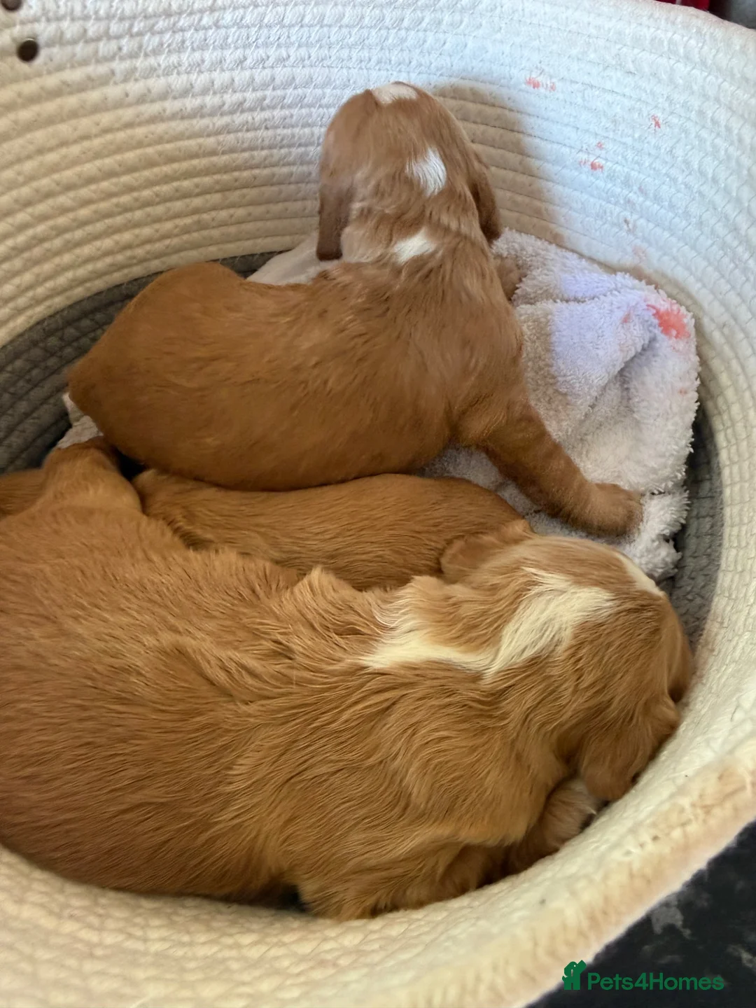 Cocker Spaniel dogs for sale: KC Working Cocker Spaniel Puppies - Advert 7