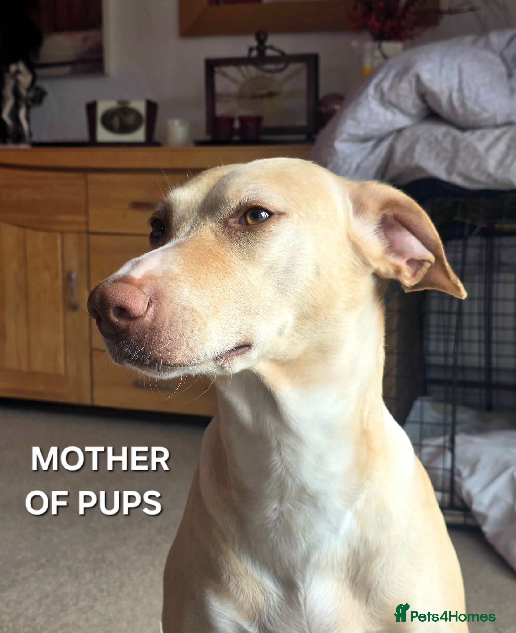 Mixed Breed dogs EUROHOUND / SIBERIAN HUSKY CROSS PUPPIES - Advert 1