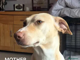 Mixed Breed dogs EUROHOUND / SIBERIAN HUSKY CROSS PUPPIES - Advert 12