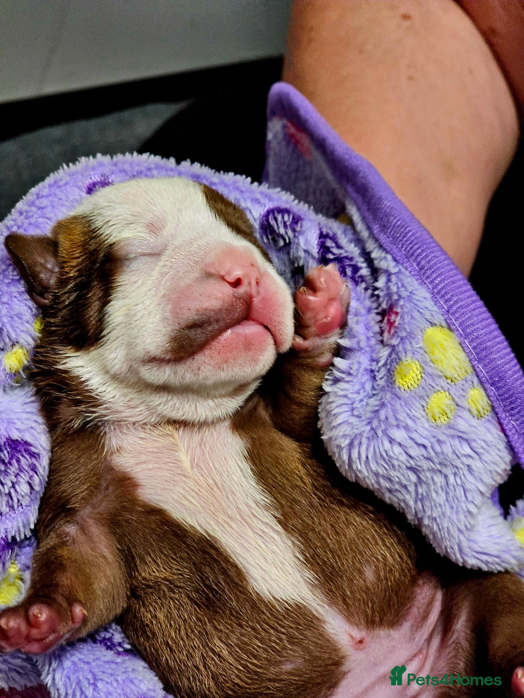English Bulldog dogs for sale: KC Reg English Bulldogs Champion Bloodlines  - Image 14