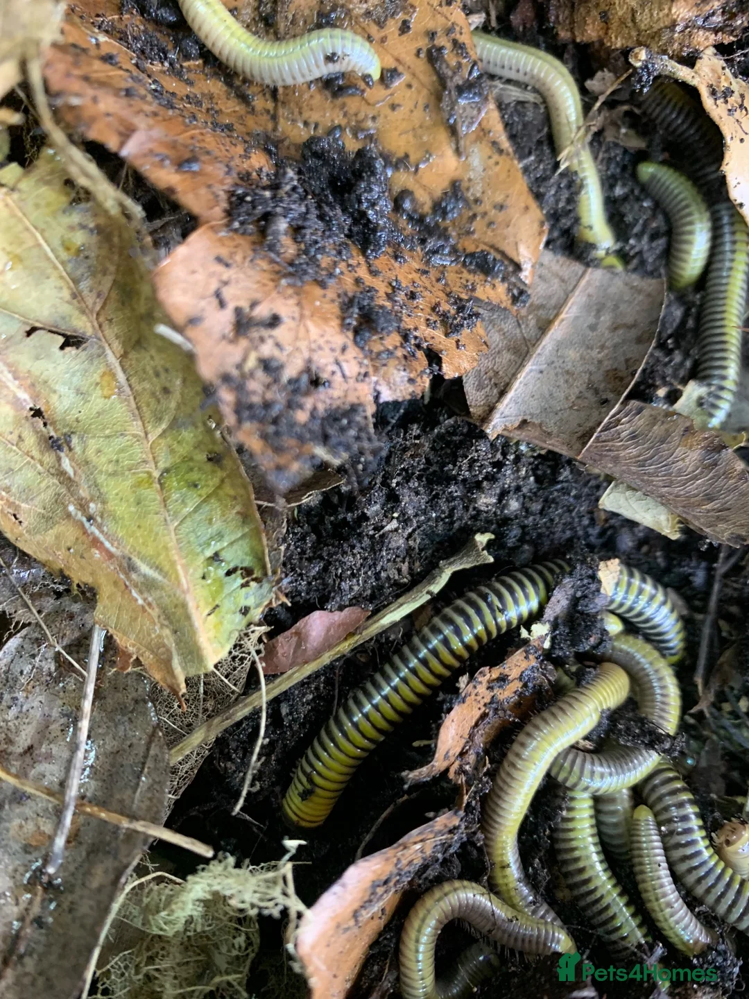Millipedes invertebrates for sale: Salpidobolus sp. ‘Gorontalo’, Millipede Nymphs - Advert 7