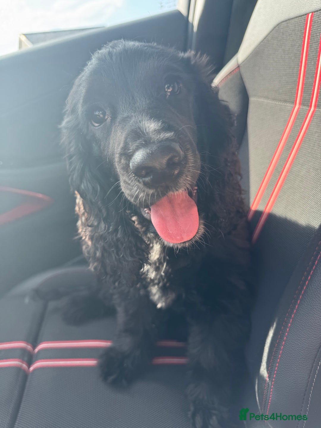 Cocker Spaniel dogs for sale: Black Cocker spaniel  - Image 3