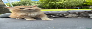 Kitten 1