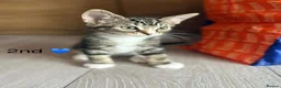 Mixed Breed cats for sale: Kittens  in Grantham - Advert 21