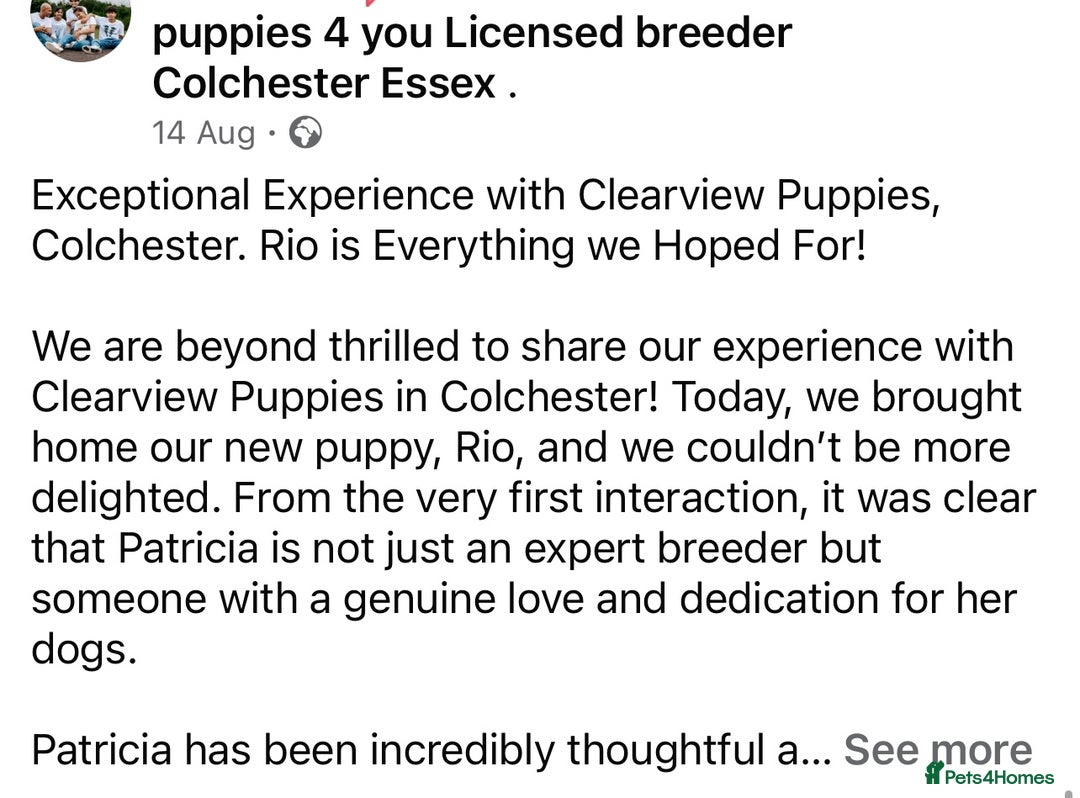 Cockapoo dogs for sale: 4⭐️Licensed F1b Cockapoos Exceptionally Bred - Image 38