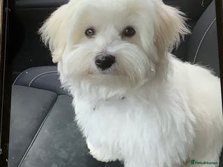 Coton De Tulear dogs Coton de Tulear puppy 8 months old - Advert 14