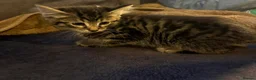 Mixed Breed cats for sale: 5 Beautiful Kittens Available Now !!  in London - Advert 15