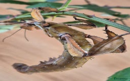 Stick Insects invertebrates for sale: Live stick insects and eggs - Image 2