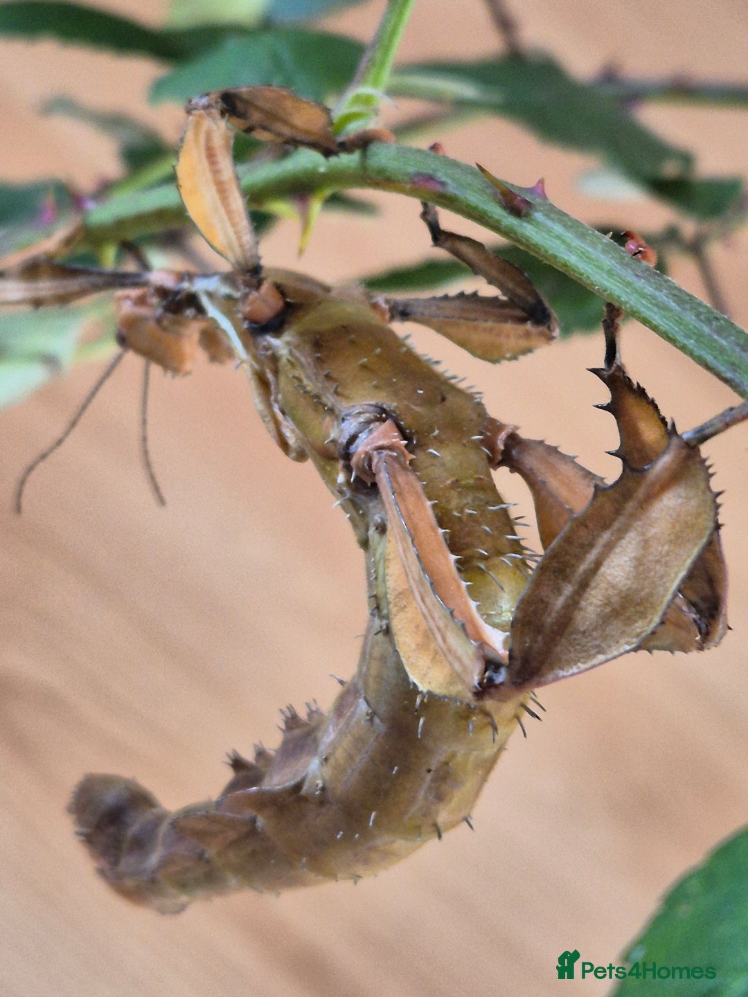 Stick Insects invertebrates for sale: Live stick insects and eggs - Image 2